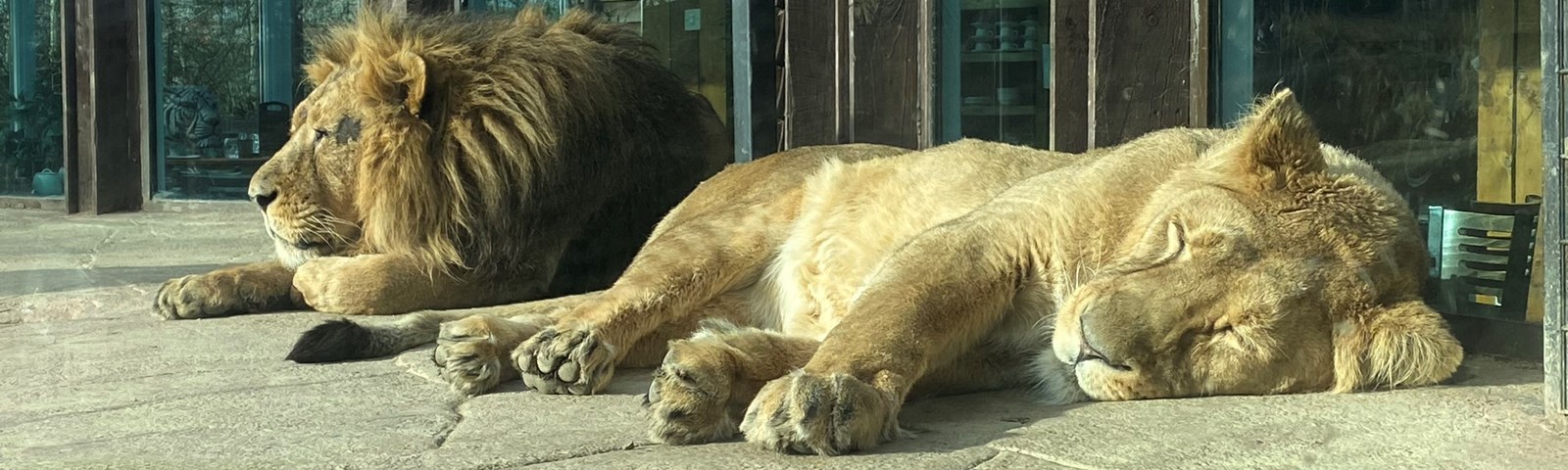 Big Cat (Jan 2024 AH)