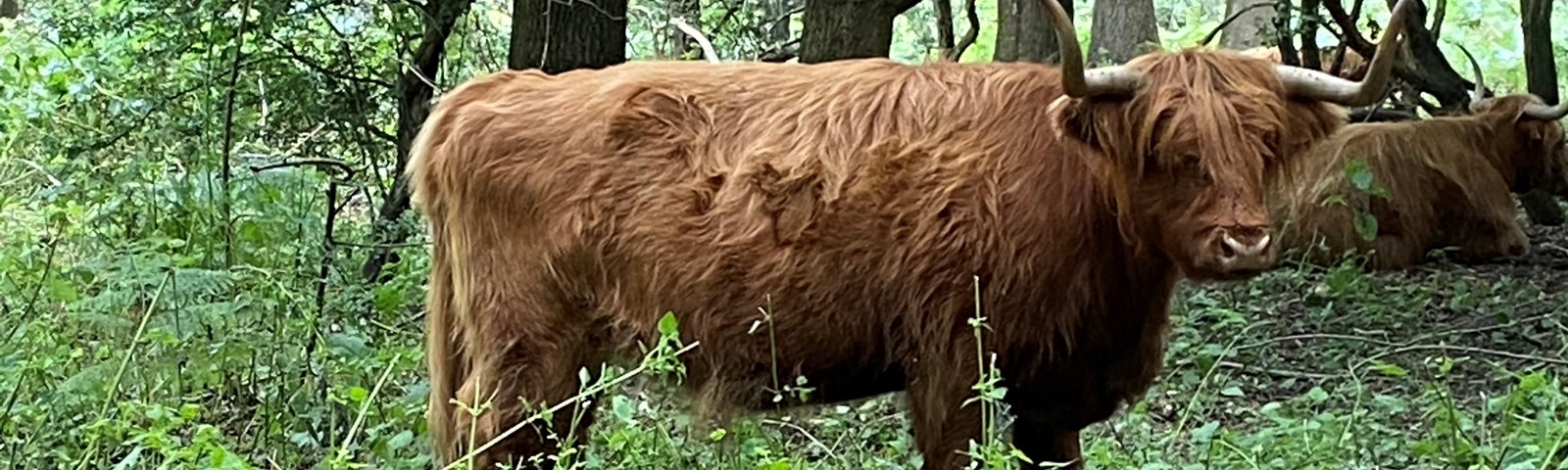 Hothfield Cattle (AH)