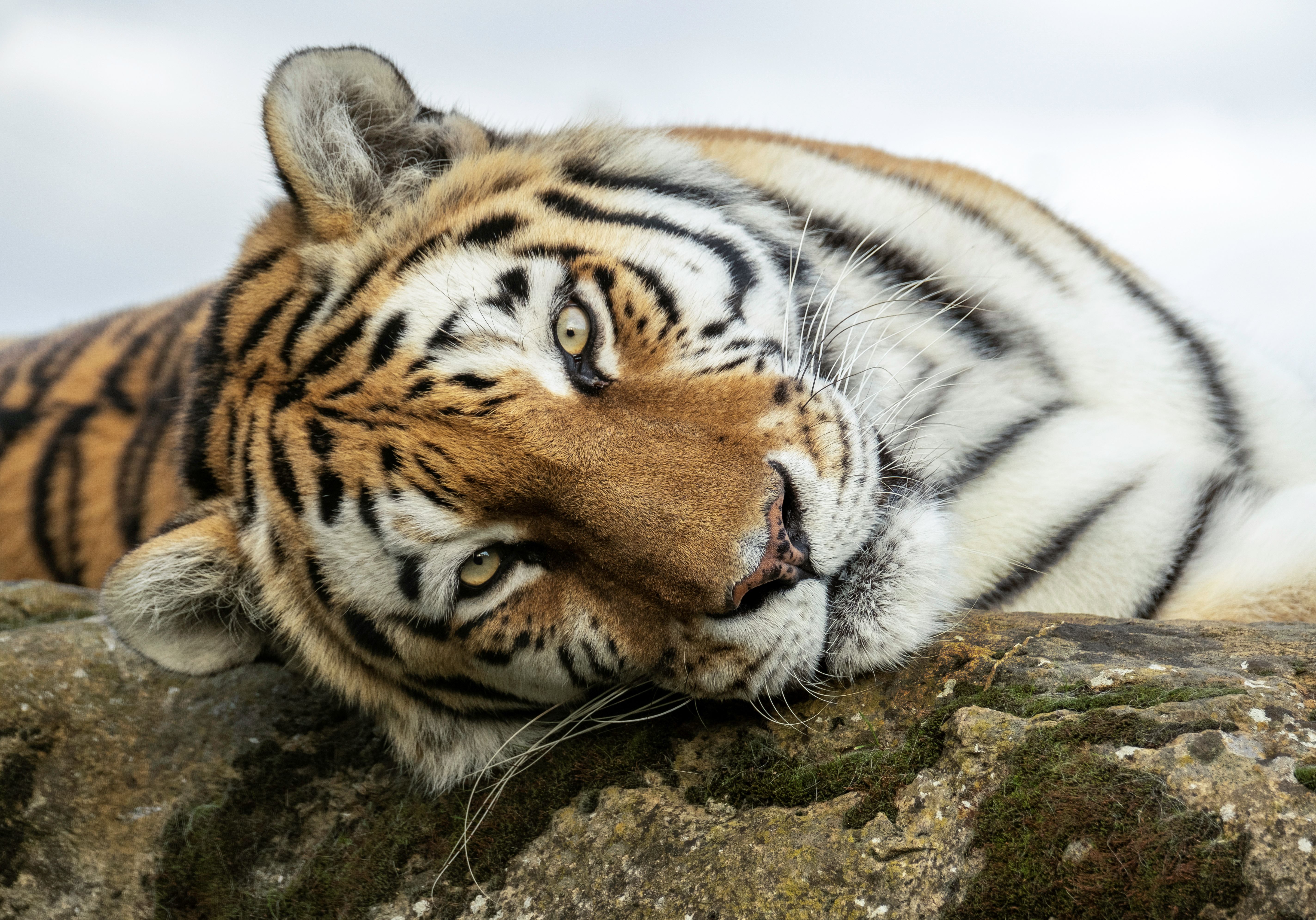 Sarah Medway Amasia 2200.Resized