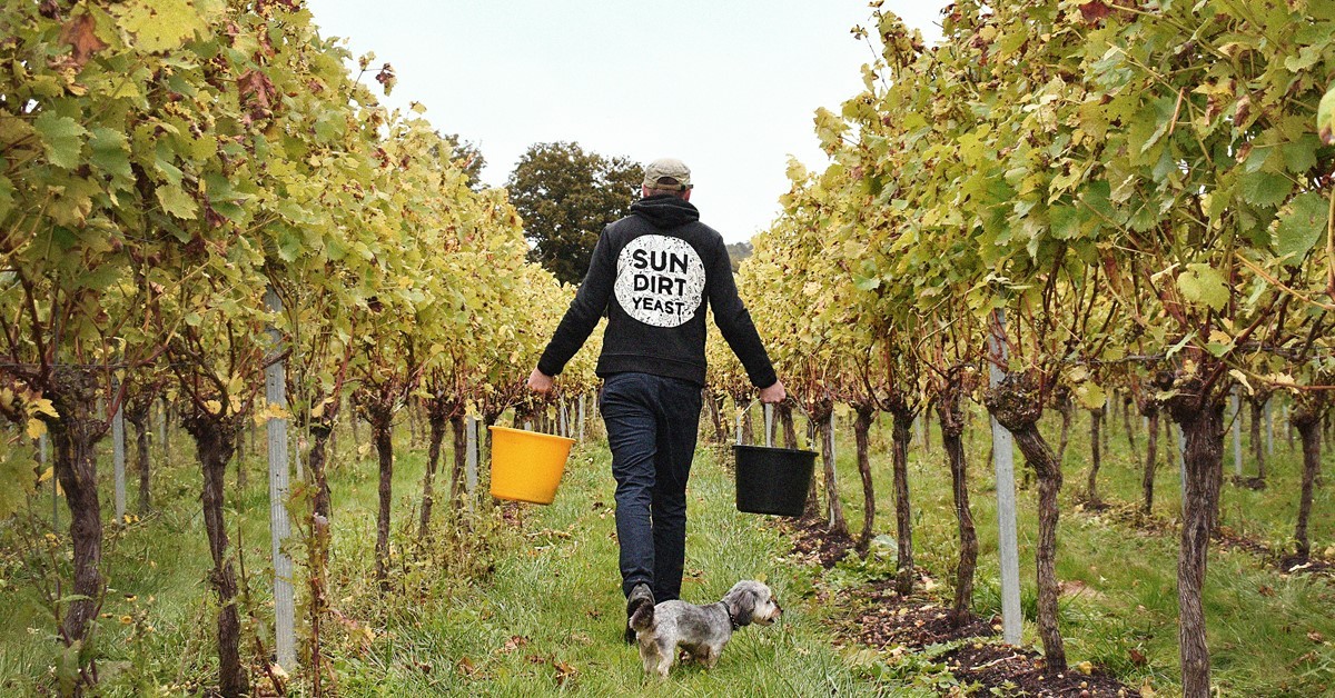 Westwell Vineyard (March 2024)