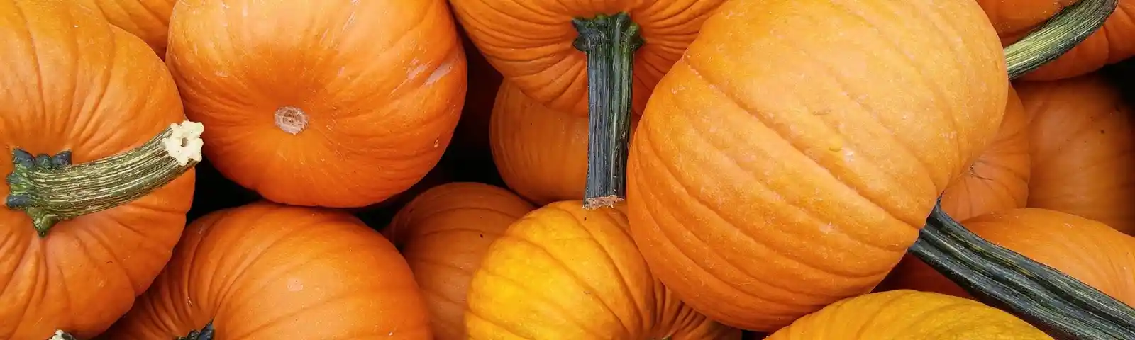 pumpkin-1683635_1920.jpg