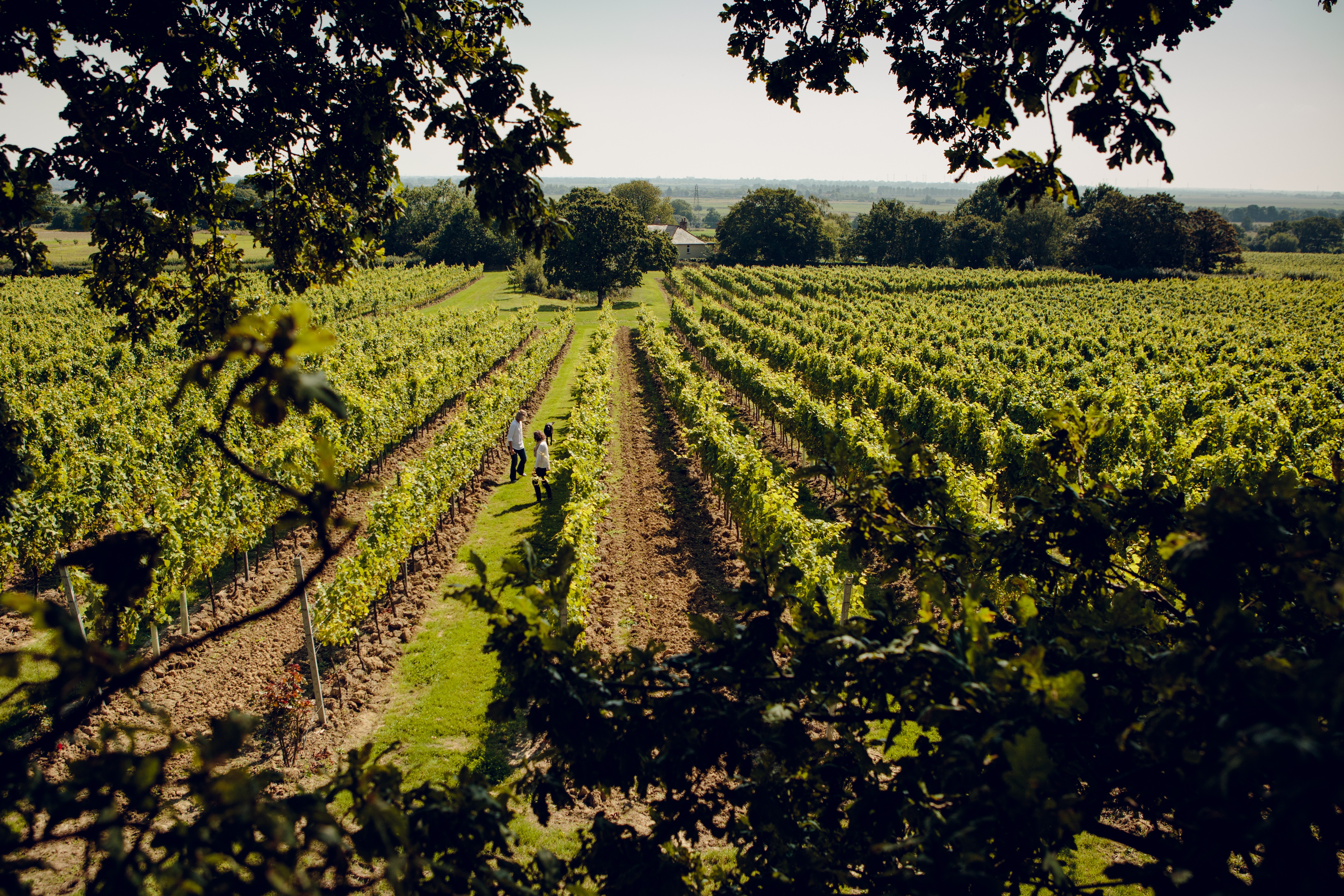 Gusbourne (c).jpg