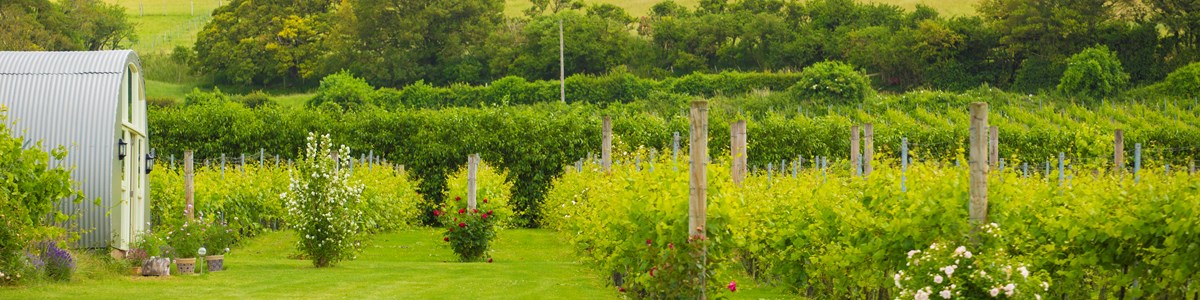 Brabourne Vineyard Credit Poppyhollis (NOV2021)