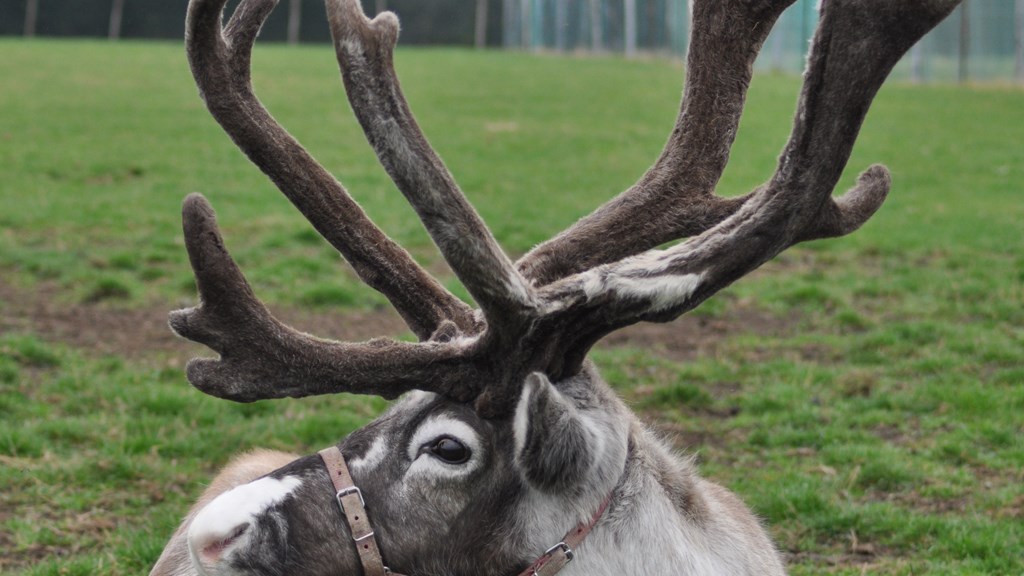 Reindeer Centremic Mac