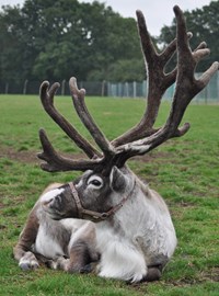 Reindeer Centremic Mac