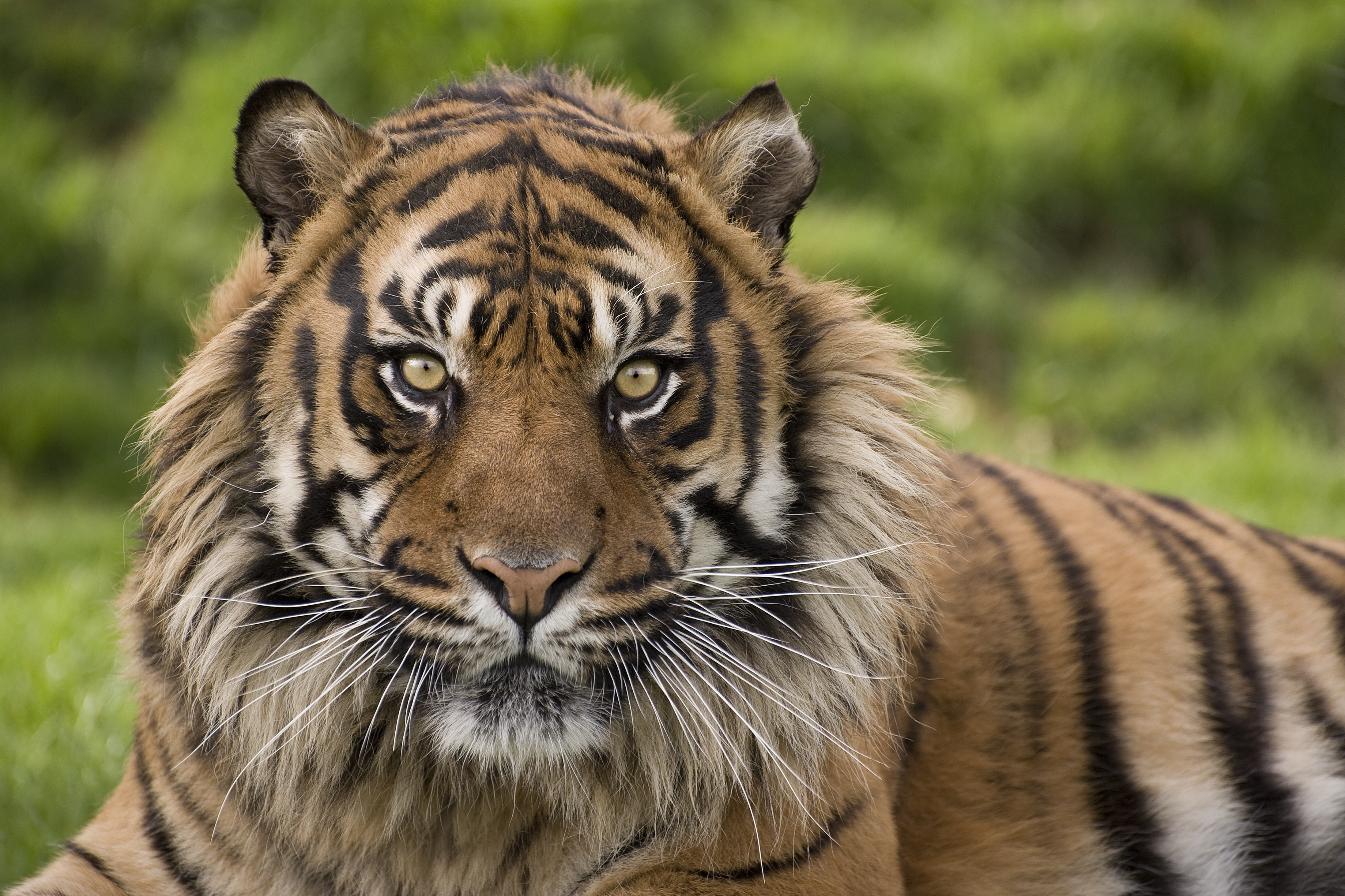 Big Cat Sanctuary Nias (c).jpg