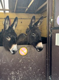 Donkeys