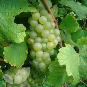 Chardonnay (April 2025)