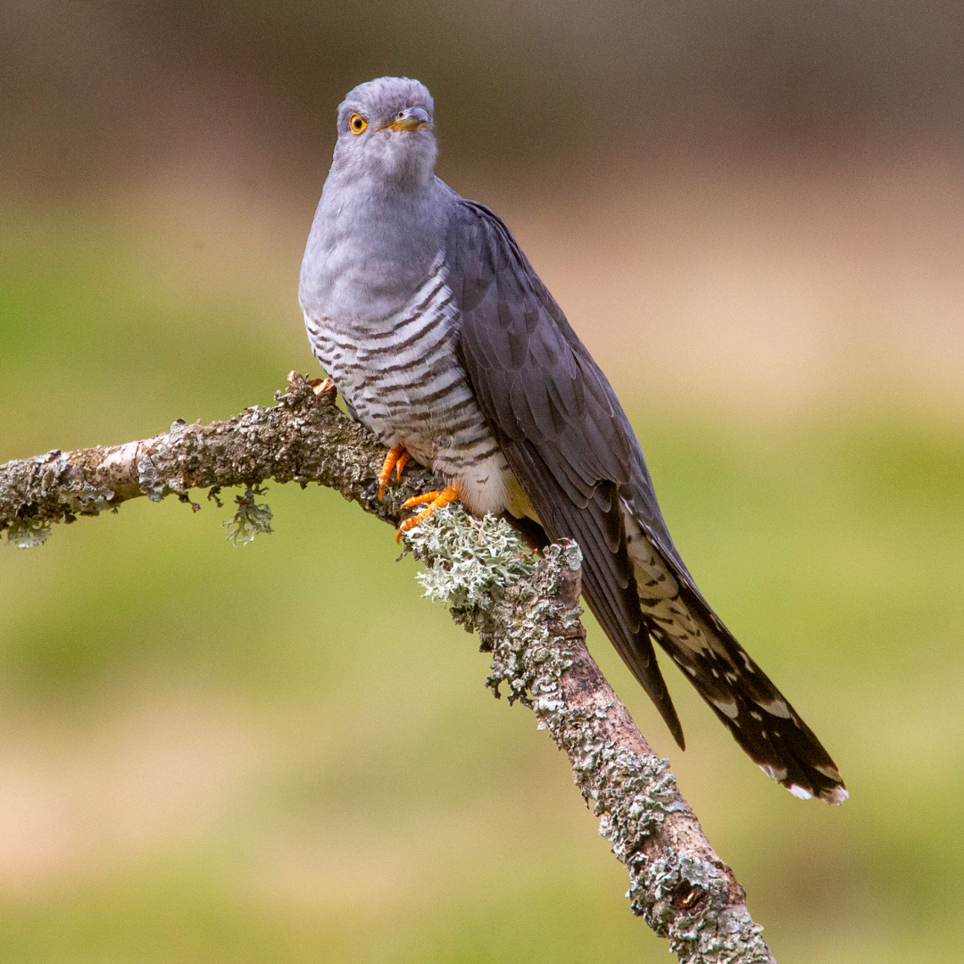 Cuckoo (Canva)