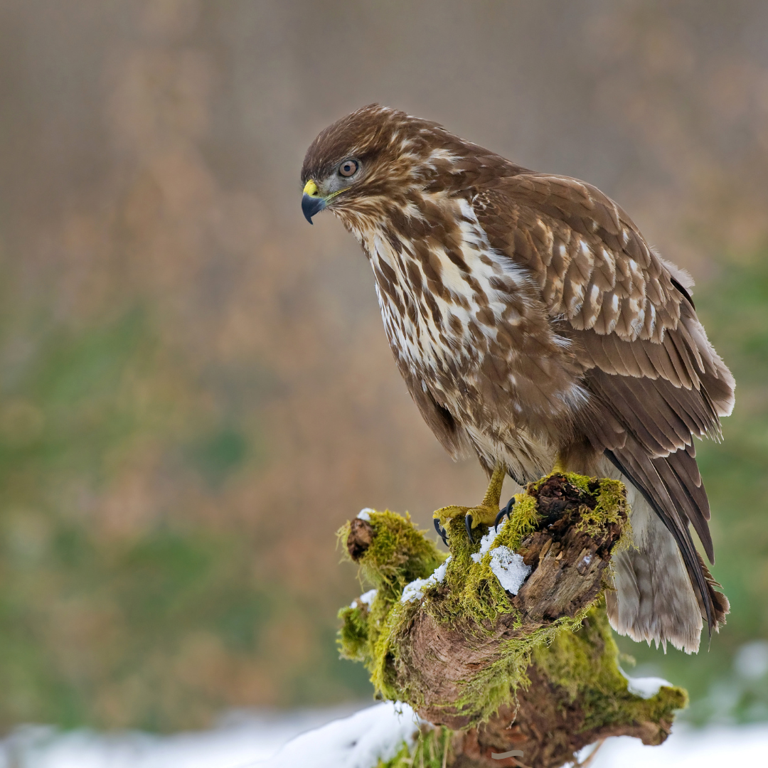 Buzzard (Canva)