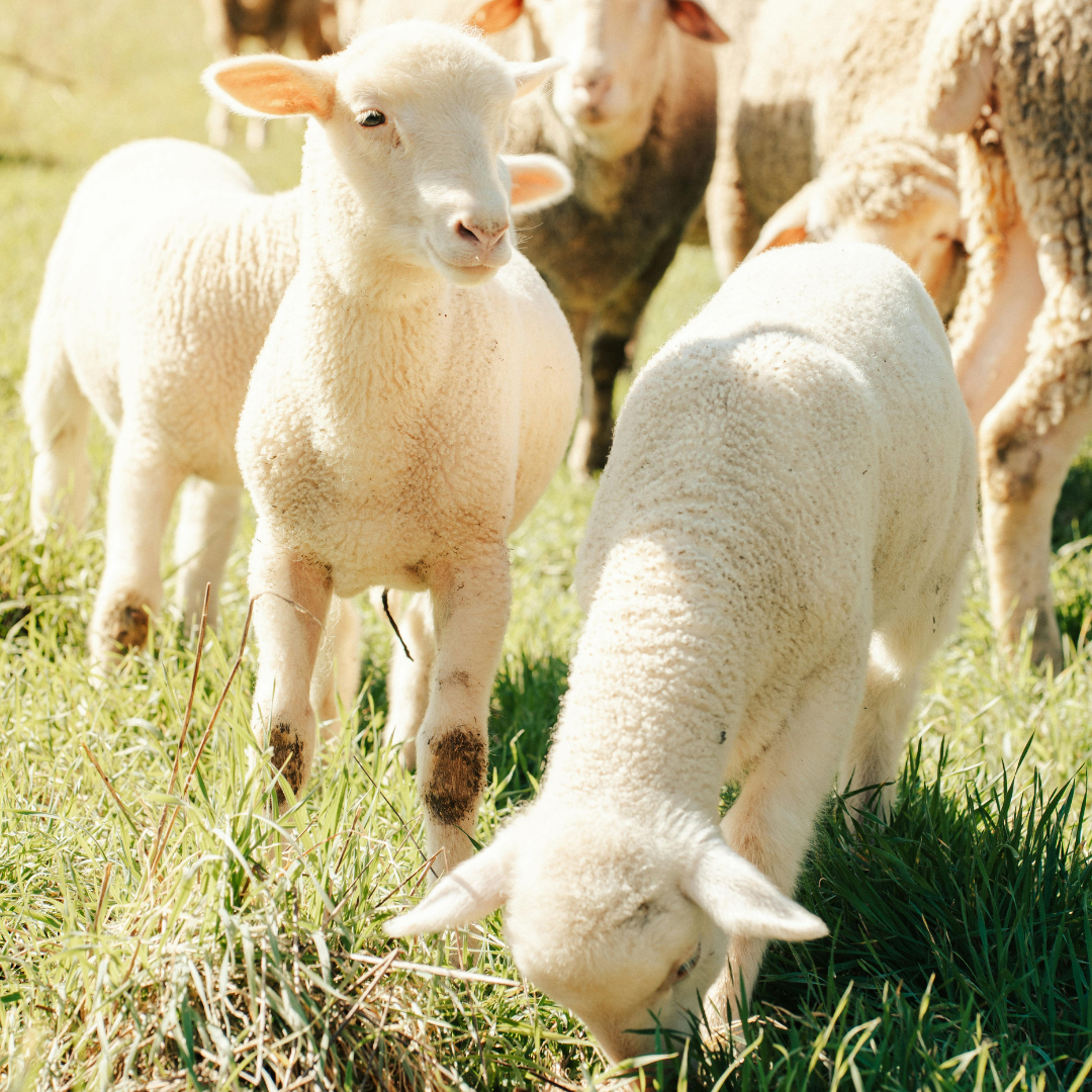 Lambs (Canva)