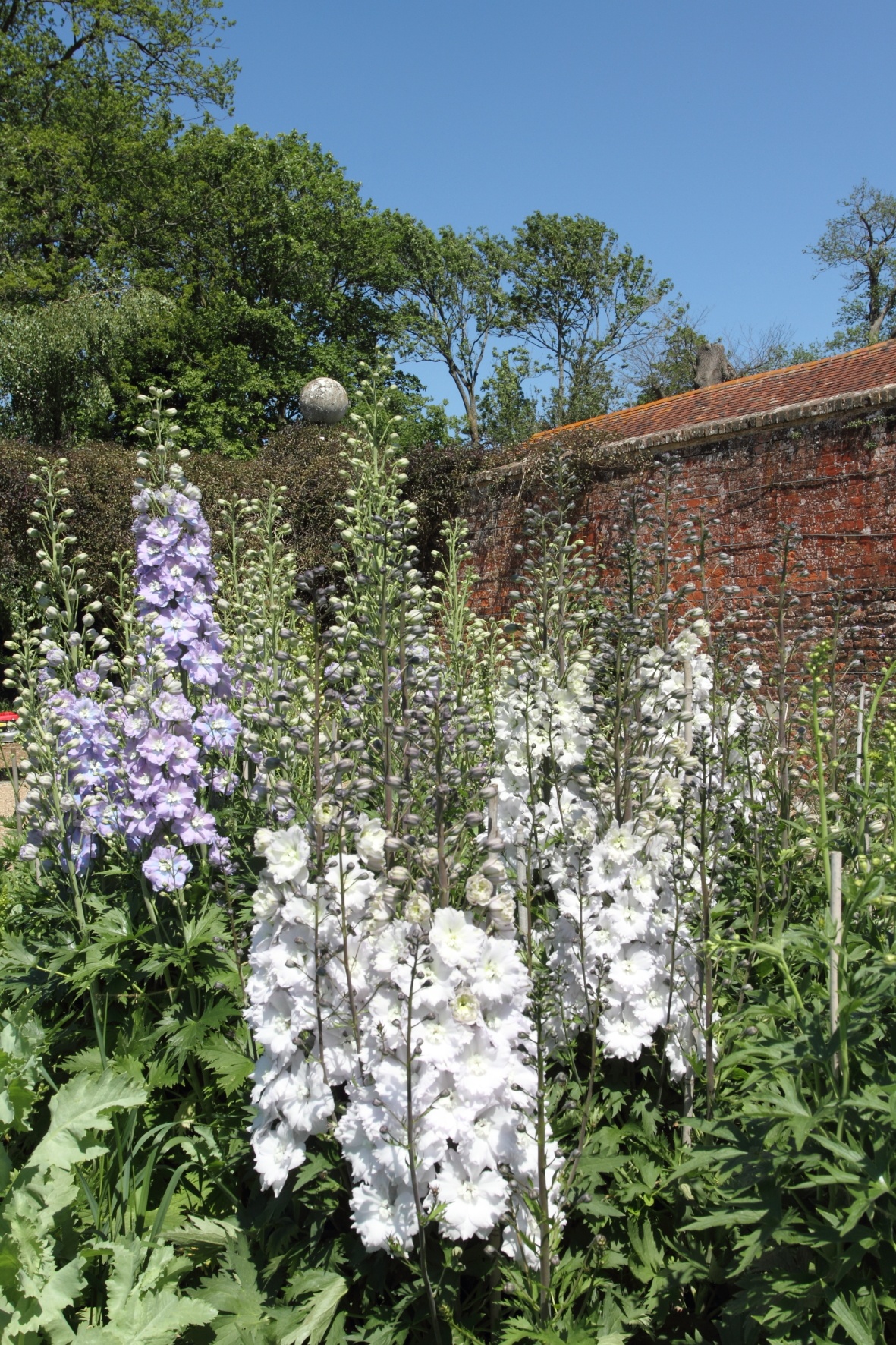 Godinton Delphinium Week (c).JPG