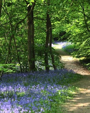 bluebell-path-hole-p-2011_035.jpg