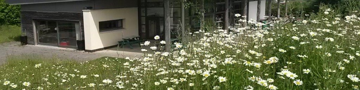 SEC flowers 20160610_150359 (002).jpg