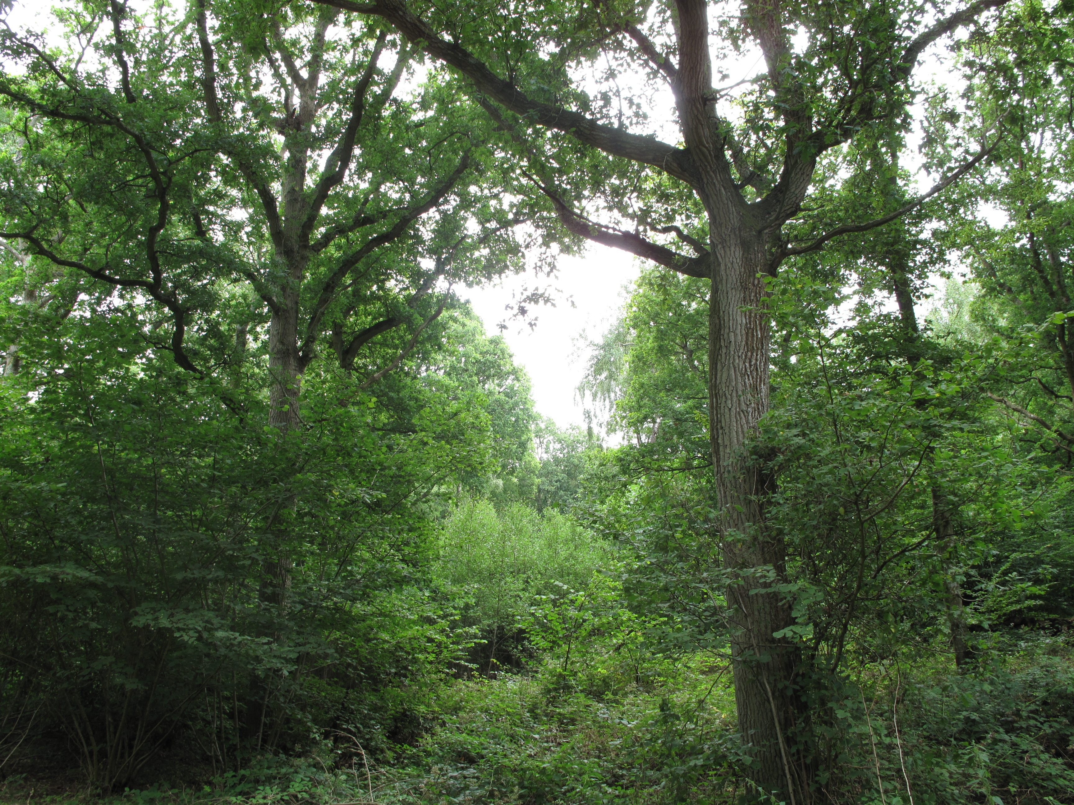 ham-street-woods-reserve.jpg