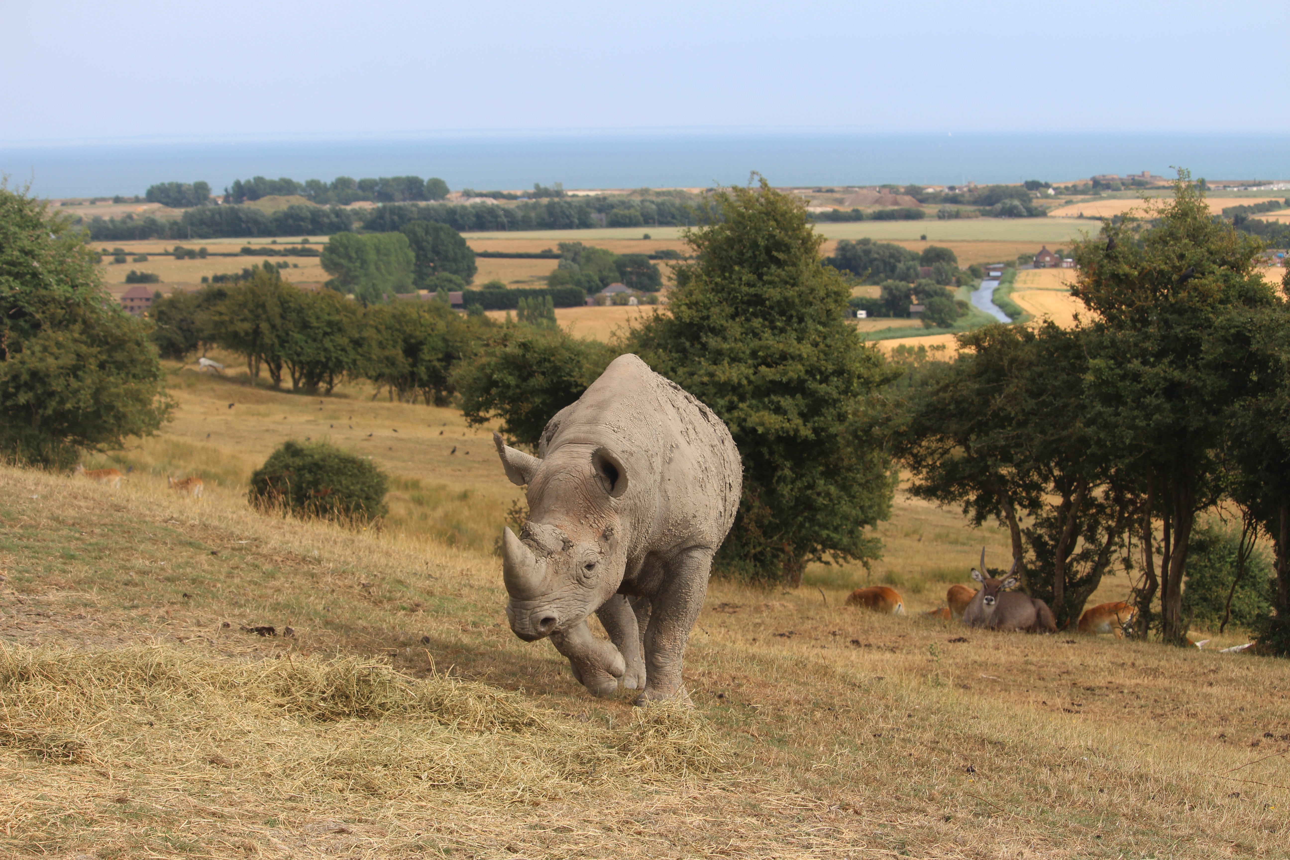 Port Lympne 2019 Rhino(c)JPG.jpg