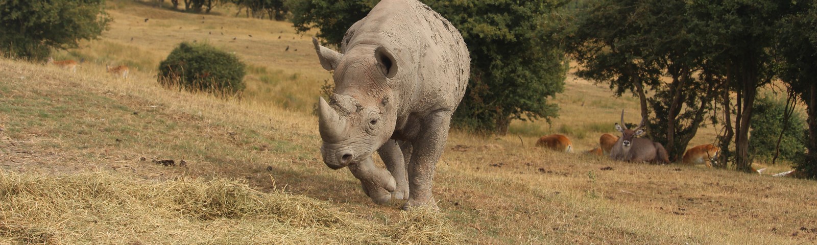 Port Lympne 2019 Rhino(c)JPG.jpg