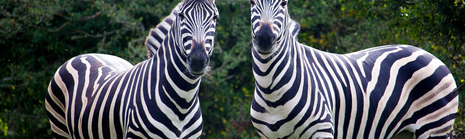Port Lympne 2019 Zebras (c).jpg