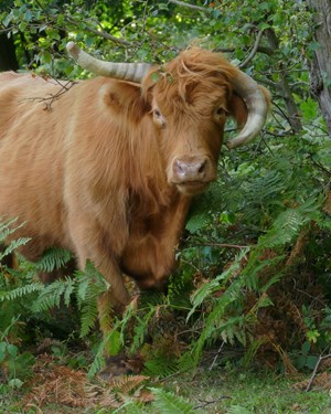 Highland Cattle The Warren (And Clark)