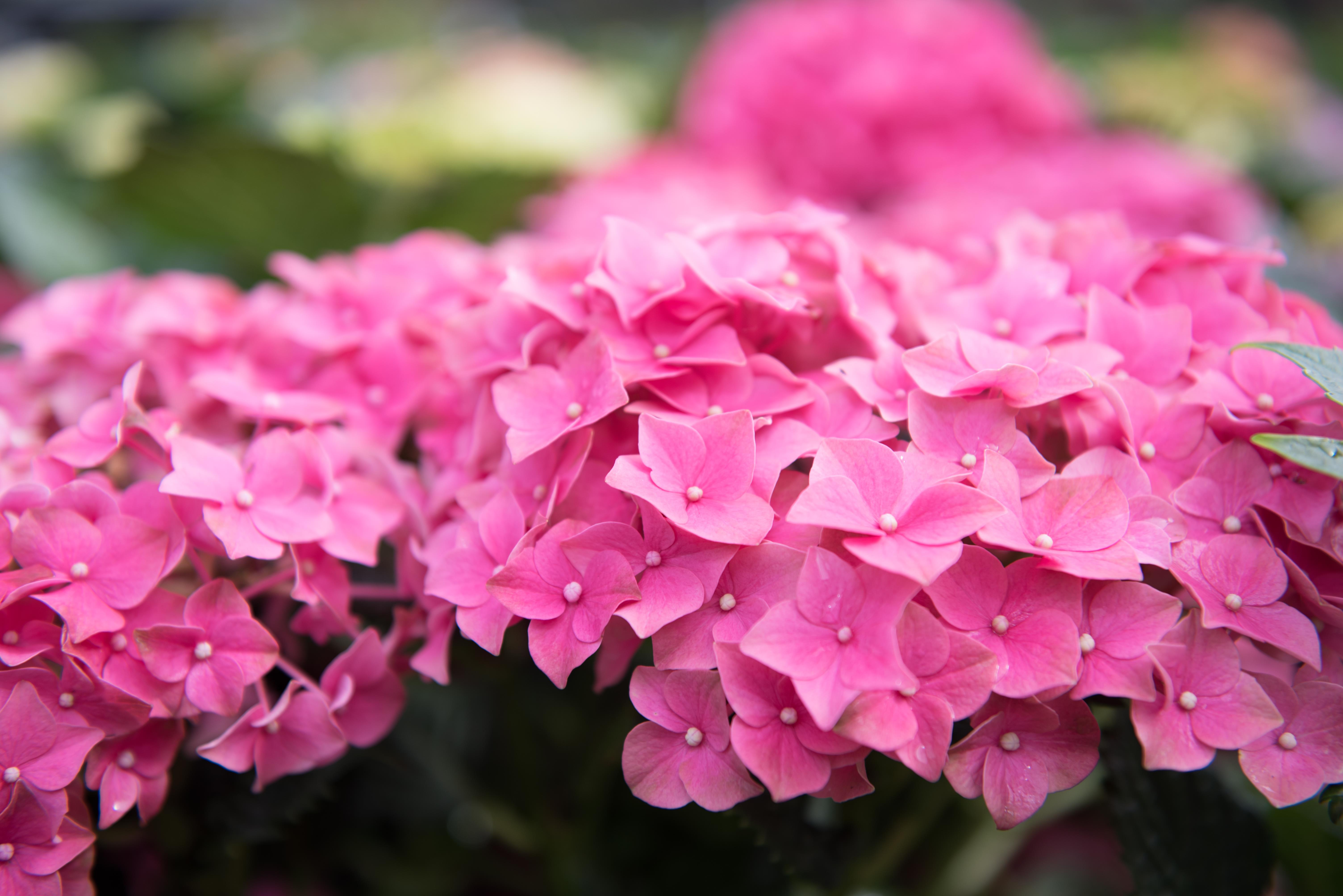 Tenterden Garden Centre Ashford and Tenterden