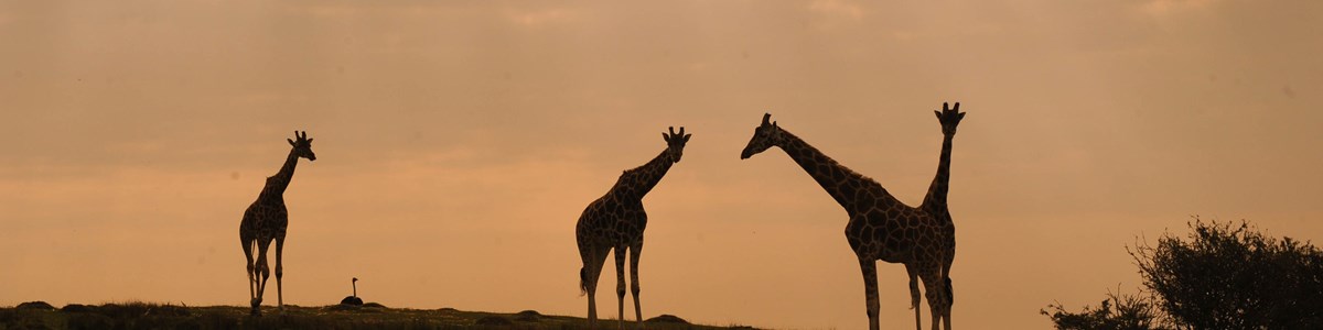 Port Lympne Giraffe Sunset (Credit Visit Kent)