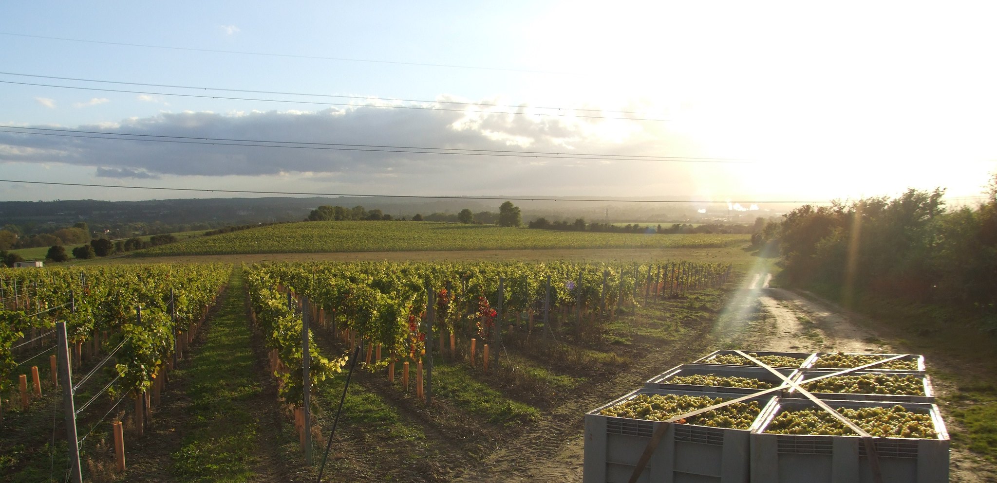 Chapel Down Vineyard (Credit Visit Kent)