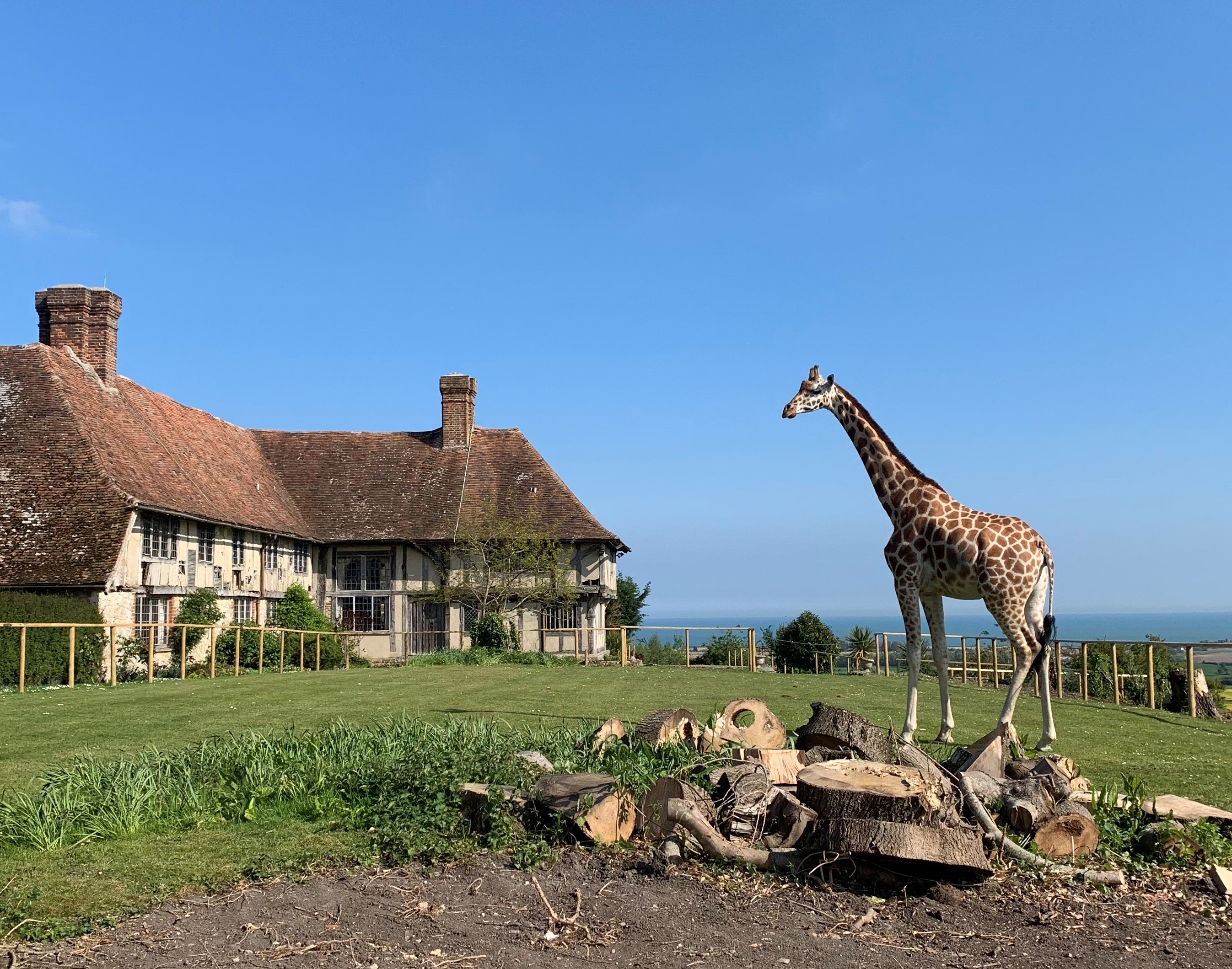 Lehana, Giraffe Hall Port Lympne Hotel May2019 (C)