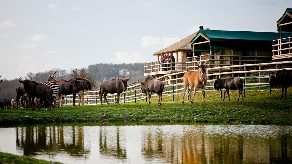 Port Lympne Livingstone Safari Lodge Main C The Aspinall Foundation