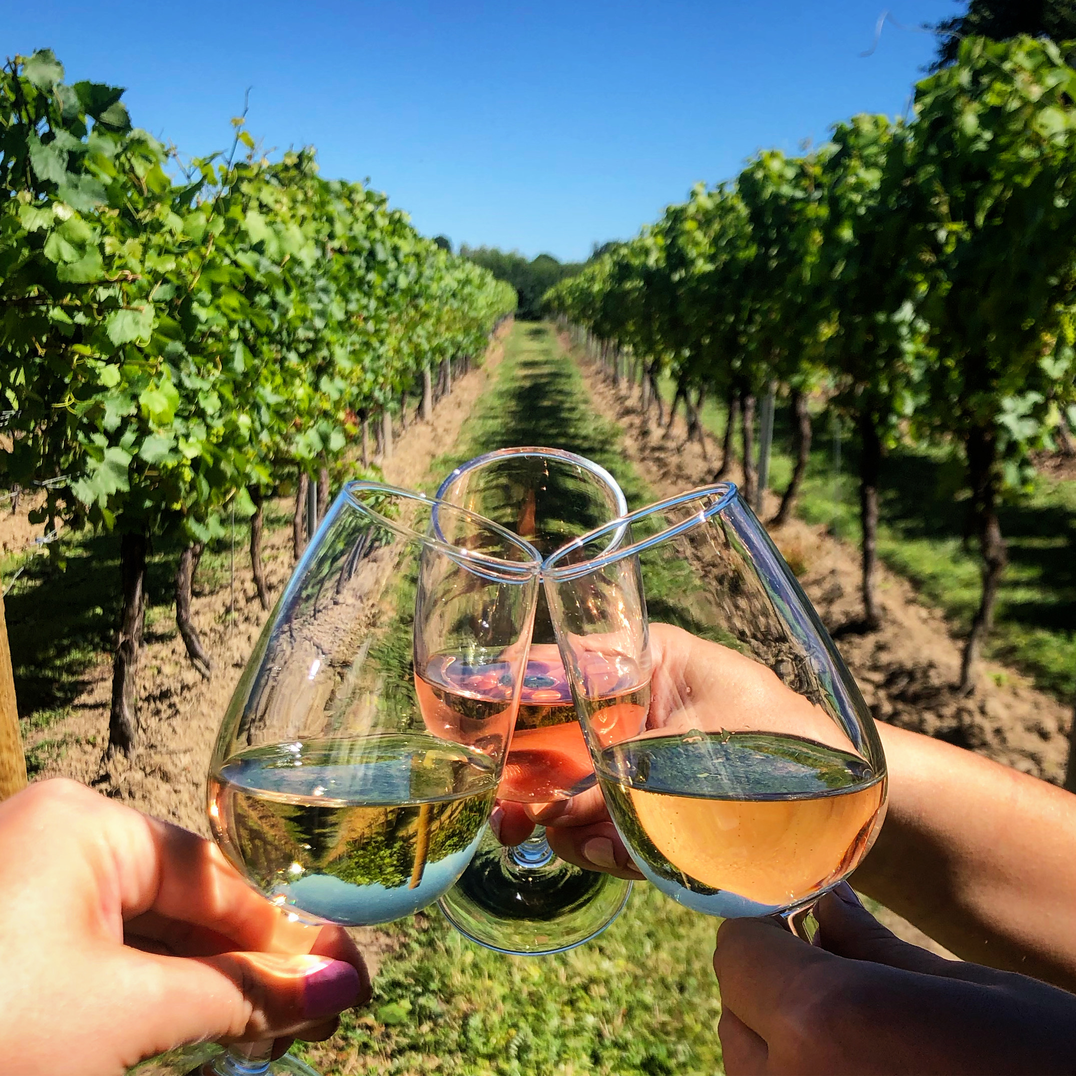 Wine Tours Of Kent. Wine In Vineyard (June2021)