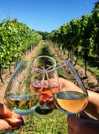 Wine Tours Of Kent. Wine In Vineyard (June2021)