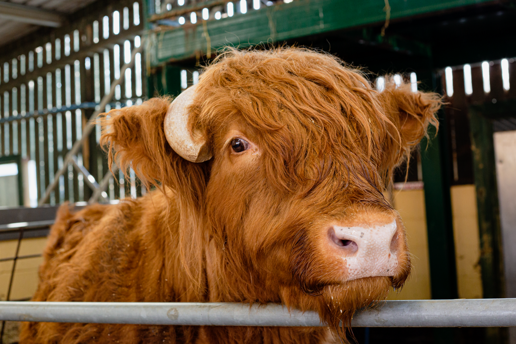 Resized Rare Breeds Cow (Sept2021)