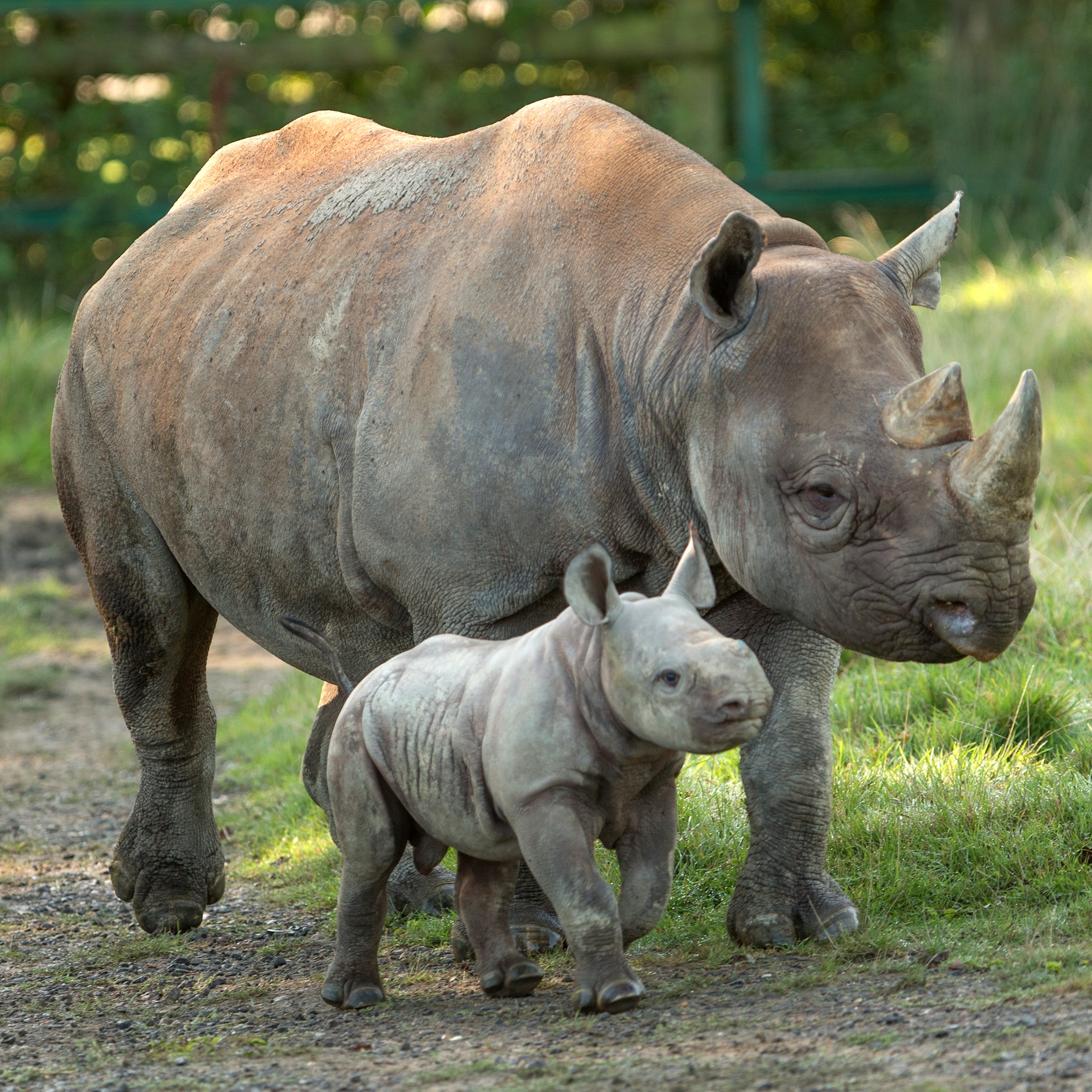 Howletts and Port Lympne - rhino.jpg