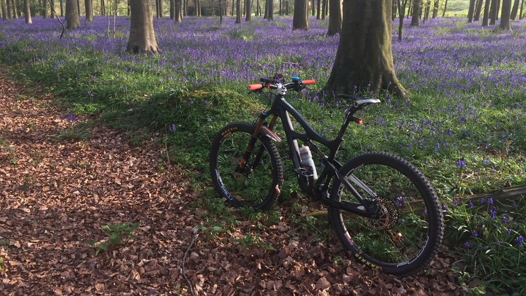 ah-bluebells-bike-kings-wood.jpg