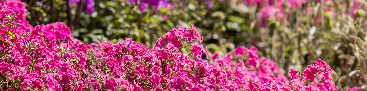 Pink Summer Flowers (Lewis J Brockway)