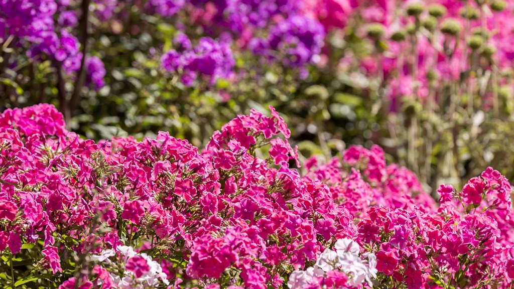 pink-flowers-summer-lewis-brockway (1).jpg