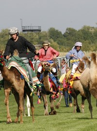 Hole Park Camel Race