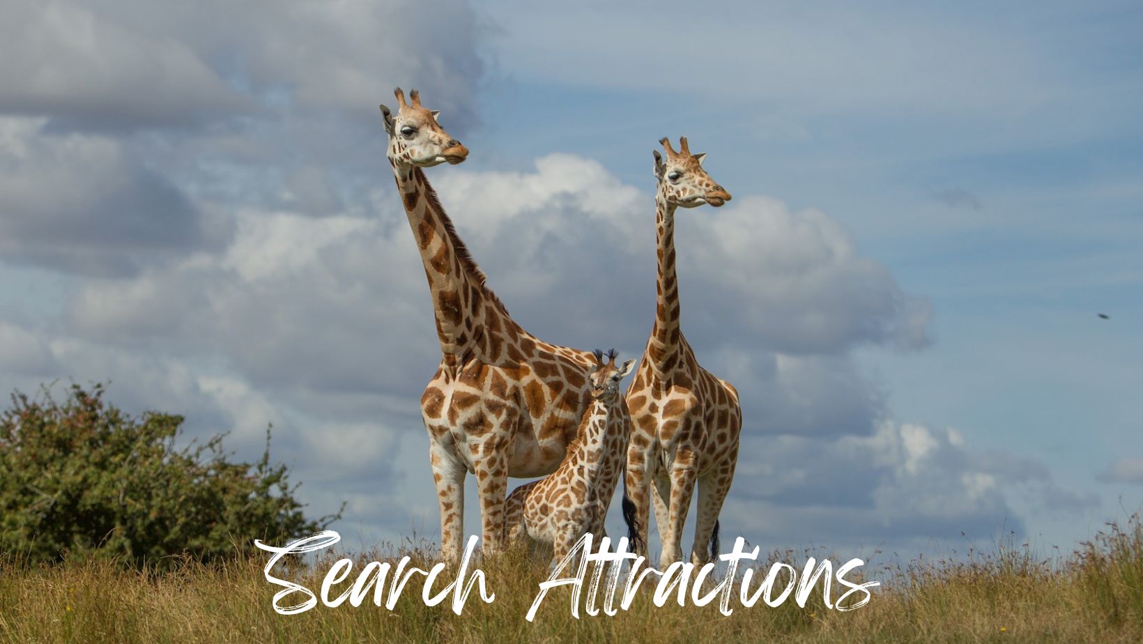 Search Attractions