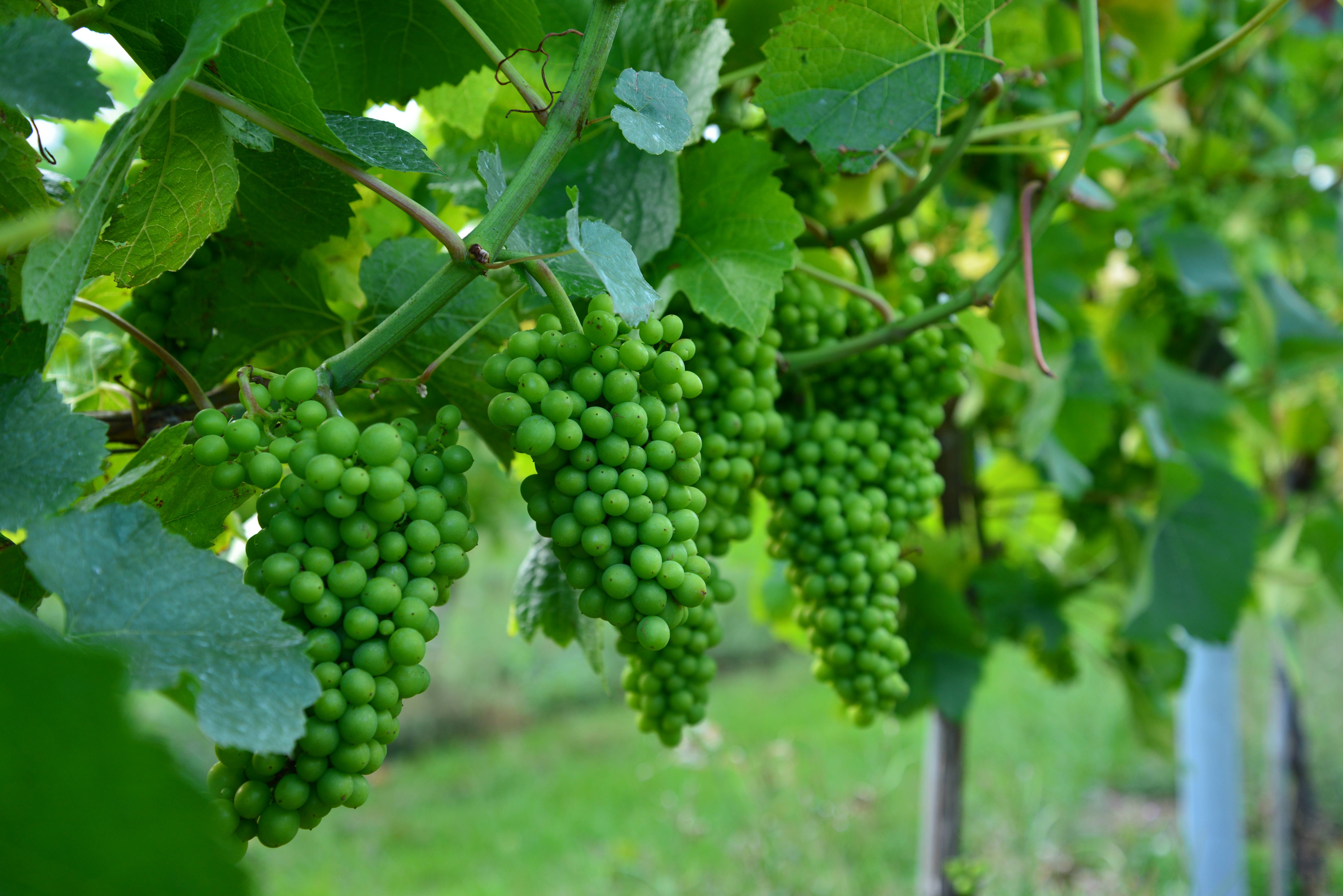 Warehorne (2) Aug2023